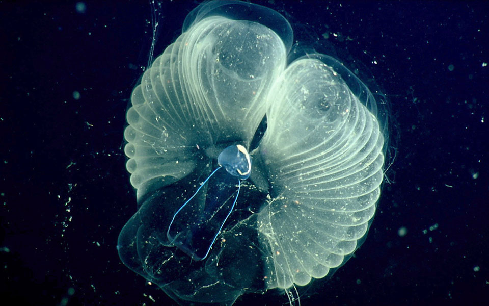 Τα πιο παράξενα είδη των θαλασσών, τώρα σε υψηλή ευκρίνεια-1