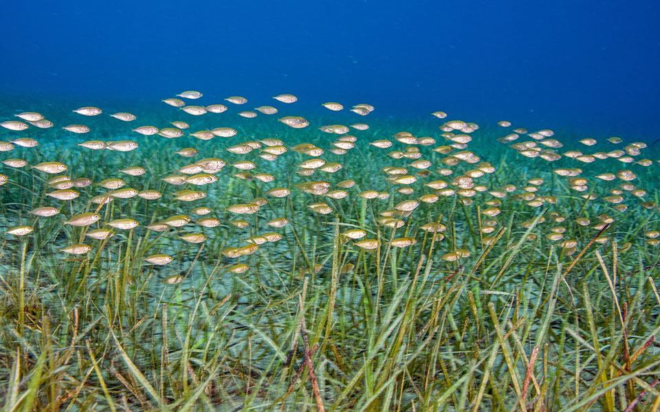 Είμαστε όλοι «ιδιοκτήτες» των θαλάσσιων λιβαδιών-1