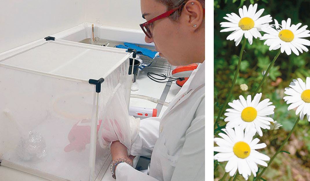 Μια μαργαρίτα που μπορεί να κόψει τα φτερά του… τίγρη-1