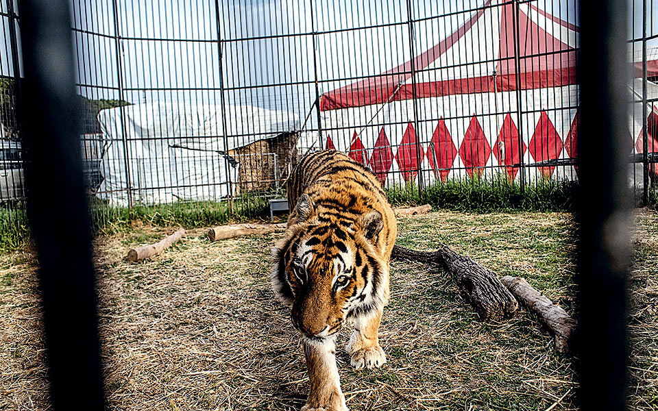 Το ακίνητο τσίρκο-5