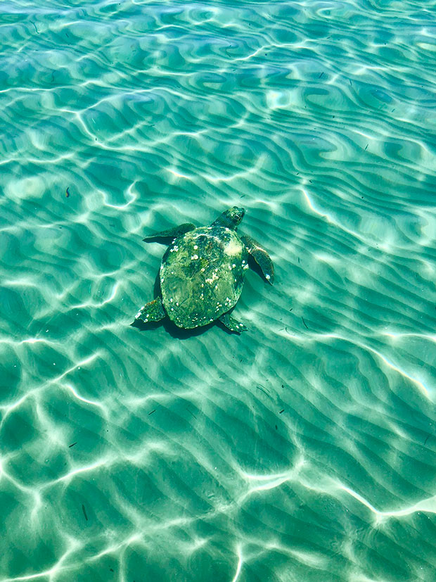 Κολύμπι στη Ζάκυνθο παρέα με καρέτα καρέτα-1
