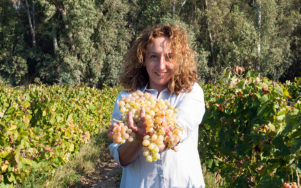 Η πανδημία «πληγώνει» τον ελληνικό αμπελώνα-1