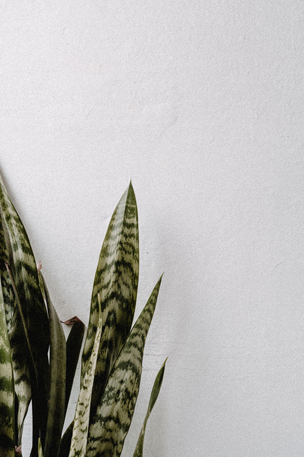 Πέντε μεγάλα φυτά εσωτερικού χώρου: Πώς θα διακοσμήσετε το σπίτι σας-3