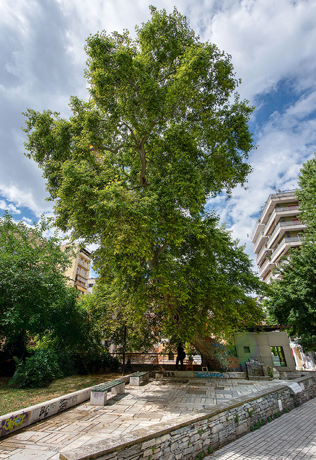 Τα δέντρα έχουν τη δική τους ιστορία-3