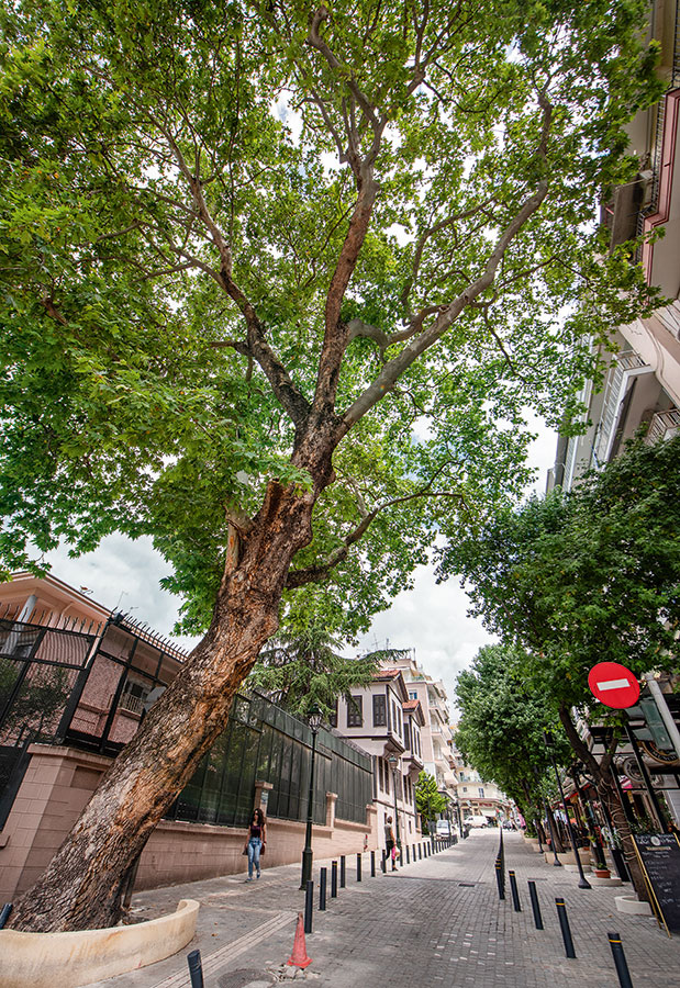 Τα δέντρα έχουν τη δική τους ιστορία-2