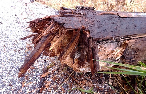 Καλοκαιρινό μπουρίνι ξήλωσε κολώνες της ΔΕΗ στο Λυγουριό (φωτογραφίες)-1