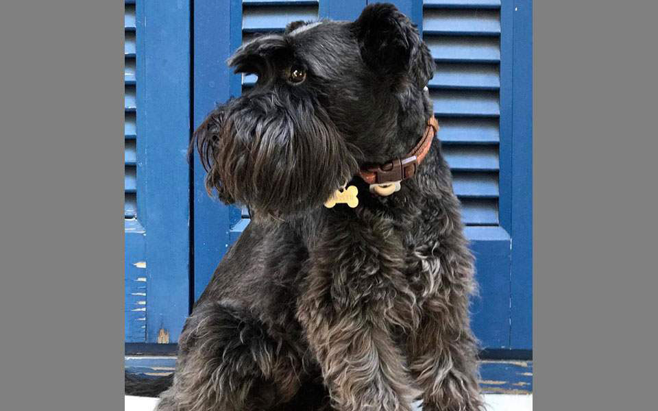 Το «Αρχιπέλαγος» φροντίζει τα θηλαστικά του Αιγαίου-2