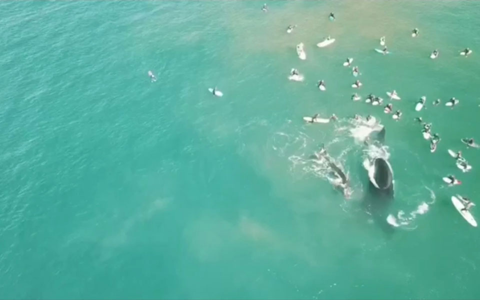 Σίδνεϊ: Δύο φάλαινες σε μικρή απόσταση από σέρφερ και κολυμβητές (βίντεο)-1