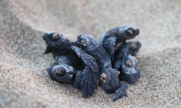 Αυξήθηκαν οι φωλιές των χελωνών καρέτα καρέτα-2