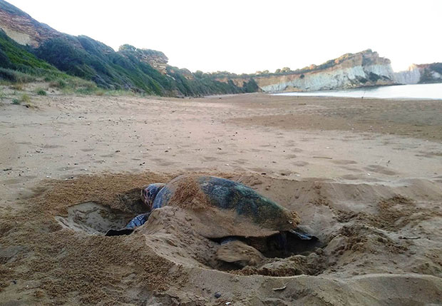 Αυξήθηκαν οι φωλιές των χελωνών καρέτα καρέτα-1