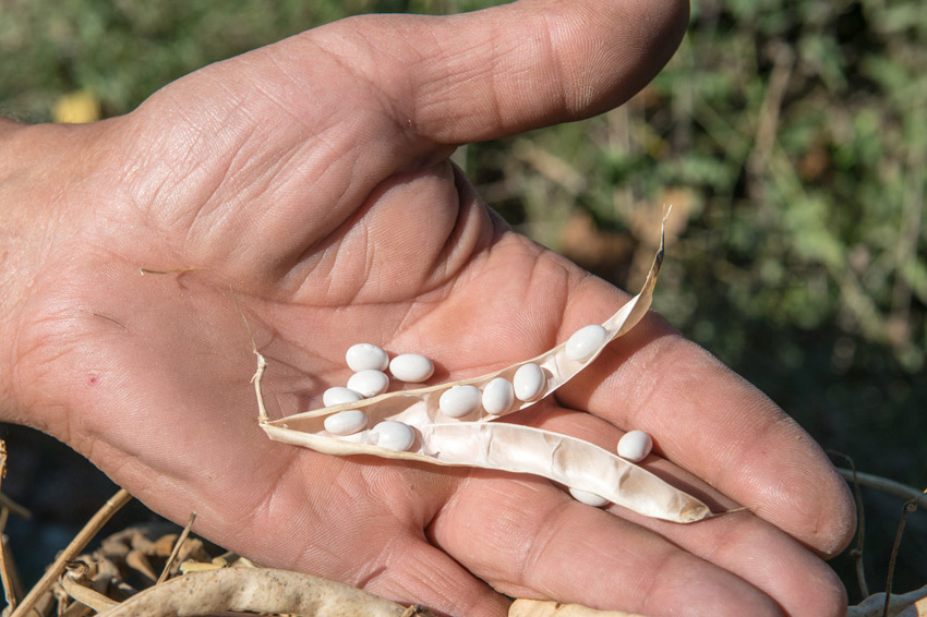 Τα «μαργαριτάρια» του Φενεού-1