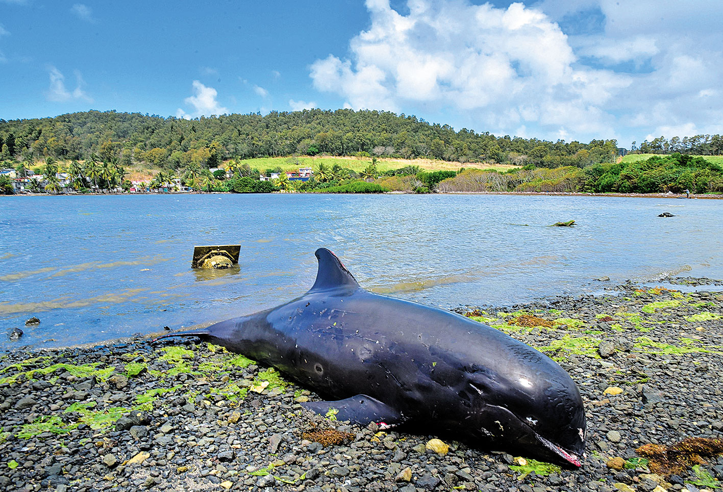 Νεκρά δελφίνια σε παραλίες του Μαυρίκιου-1