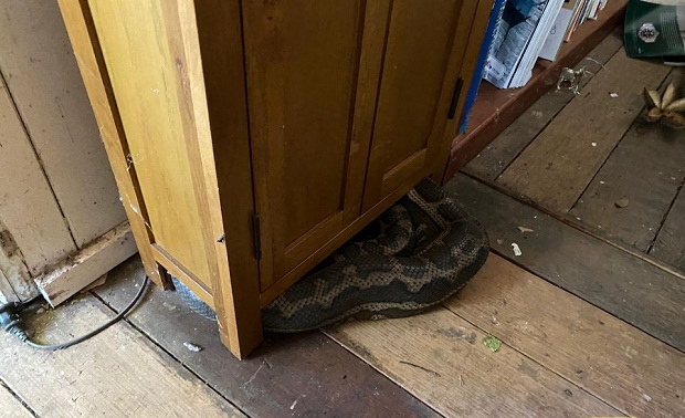 Αυστραλία: Αρσενικά φίδια προσγειώνονται σε κουζίνα μαλώνοντας για θηλυκό (φωτογραφίες)-3