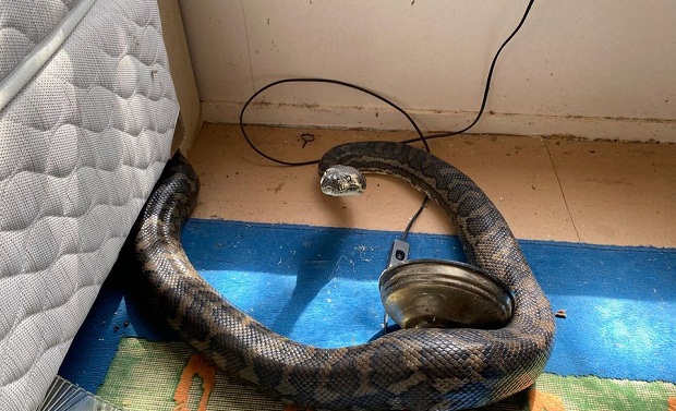 Αυστραλία: Αρσενικά φίδια προσγειώνονται σε κουζίνα μαλώνοντας για θηλυκό (φωτογραφίες)-4
