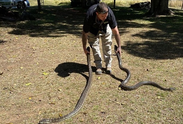 Αυστραλία: Αρσενικά φίδια προσγειώνονται σε κουζίνα μαλώνοντας για θηλυκό (φωτογραφίες)-5
