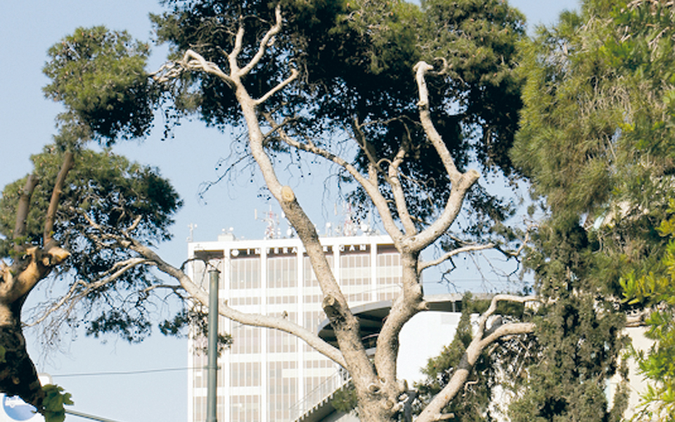 τα-δέντρα-φυσικό-φίλτρο-των-ρύπων-της-α-2001691