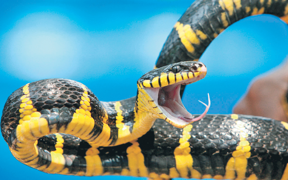 οι-πρόγονοι-των-φιδιών-ήταν-χερσαίοι-2003193