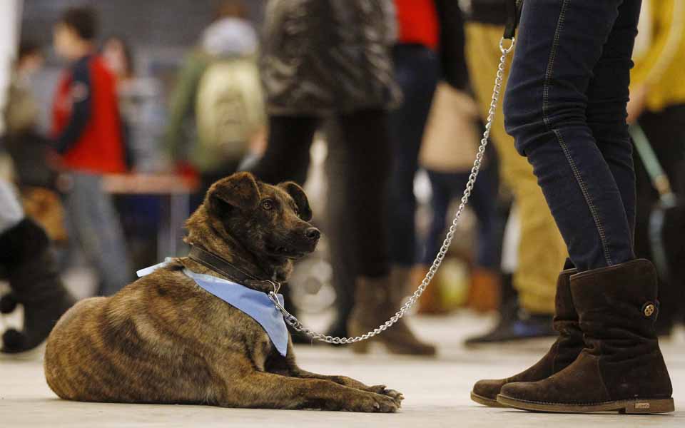 μήπως-θέλετε-να-με-υιοθετήσετε-2001166