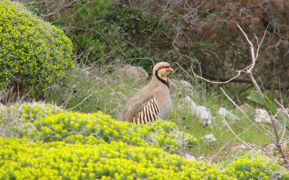 πρώτο-σχέδιο-δράσης-για-τη-βιοποικιλό-2003083