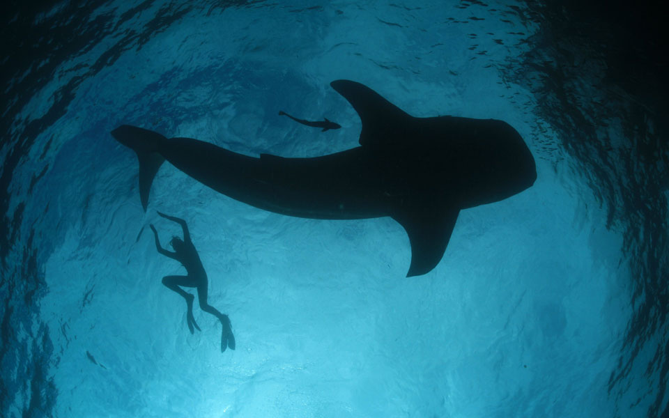 ο-καρχαρίας-ξέρει-ακριβώς-τι-κάνει-ότα-2001866