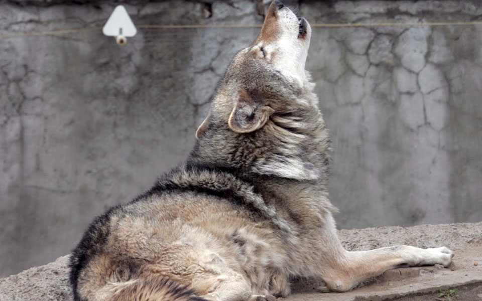 οταν-ο-λύκος-έγινε-σκύλος-2001855