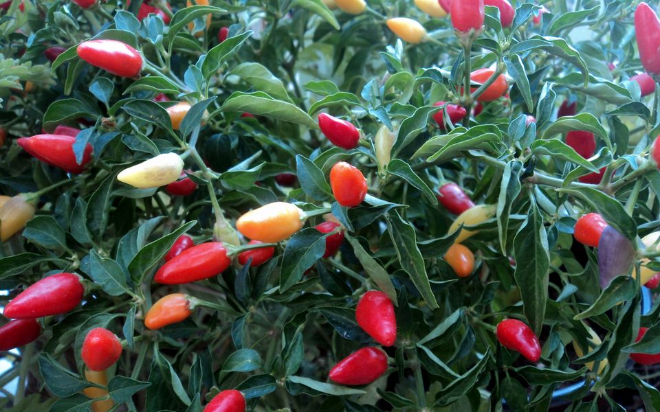 διαβάστηκε-το-πλήρες-dna-της-καυτερής-πι-2001905