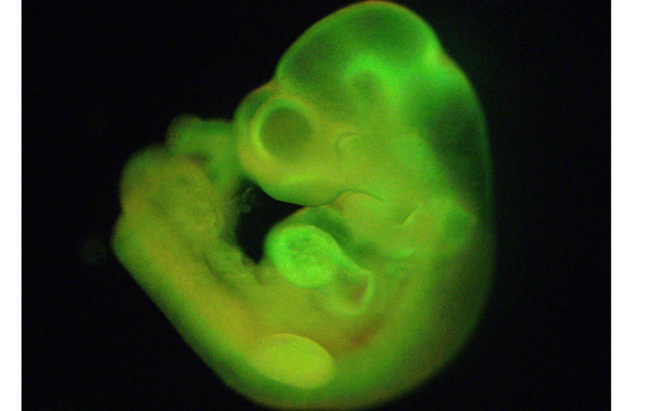 επανάσταση-στη-δημιουργία-βλαστοκυτ-2003895