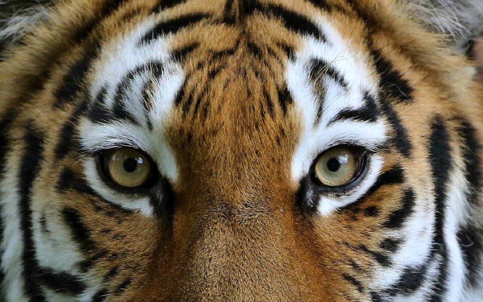 σαρκοφάγα-απειλούνται-με-αφανισμό-2003219