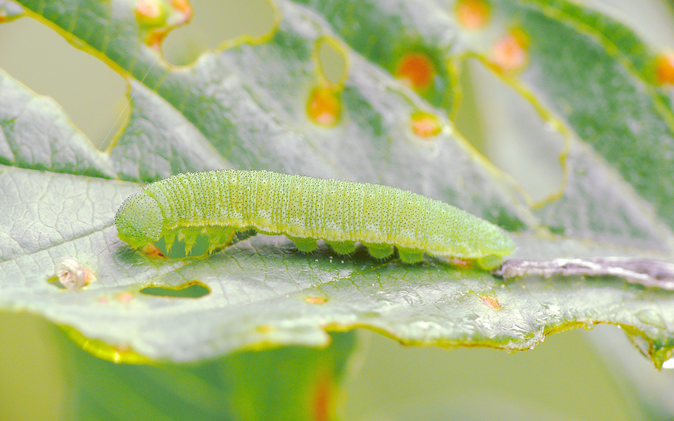 φυσικό-όπλο-η-νικοτίνη-για-τη-θεριακλο-2004504