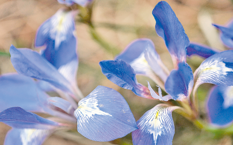 ξεριζώνουν-βότανα-και-τα-πωλούν-2005796