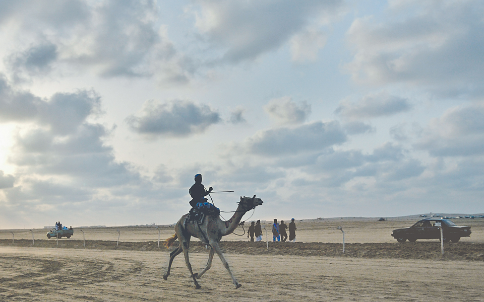 οι-καμήλες-δεν-ανήκουν-στη-γένεση-2006418