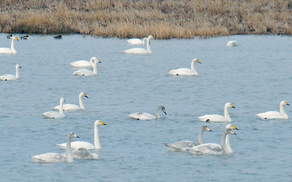 πλημμύρισε-από-κύκνους-το-δέλτα-του-εβ-2008550