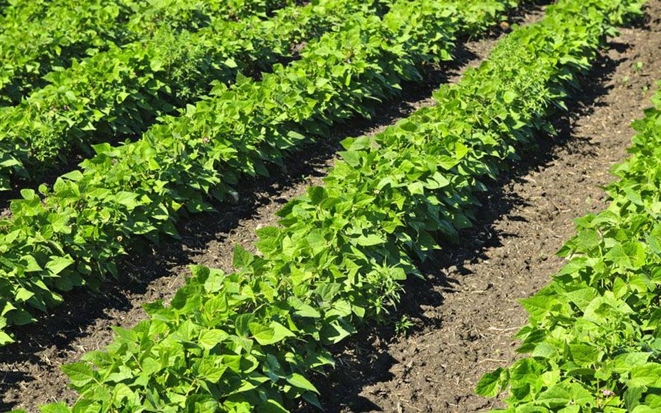 θεσσαλονίκη-άνοιξαν-οι-αιτήσεις-για-τ-2006583