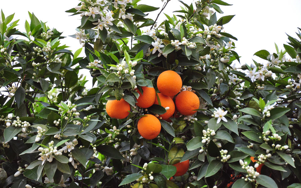 το-μεράκι-σώζει-καρπούς-από-φυτοφάρμα-2004430