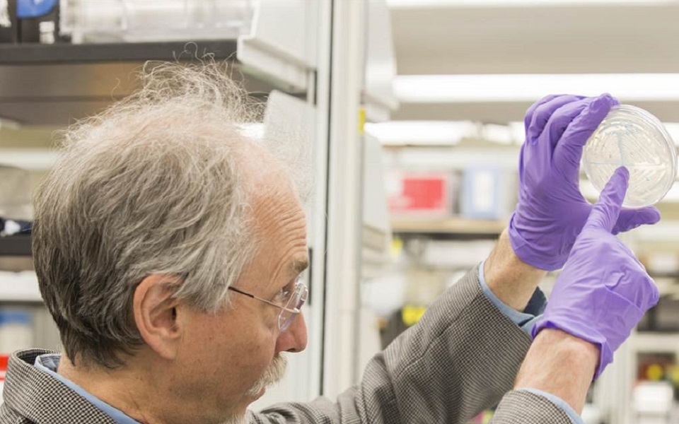 το-πρώτο-τεχνητό-χρωμόσωμα-ευκαρυωτι-2014289