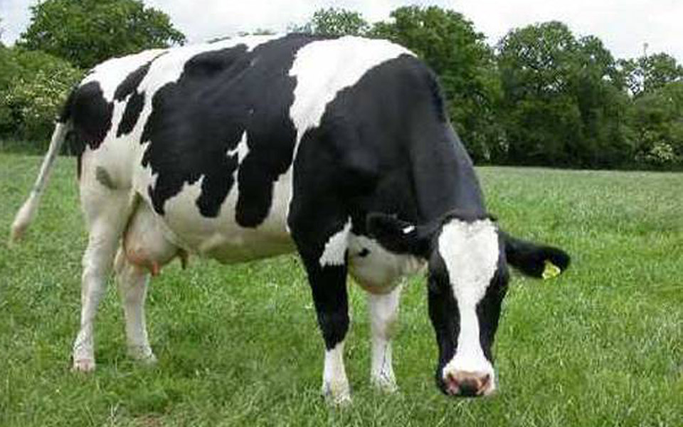 δύο-νεκρά-βοοειδή-με-τη-νόσο-των-τρελών-2011181