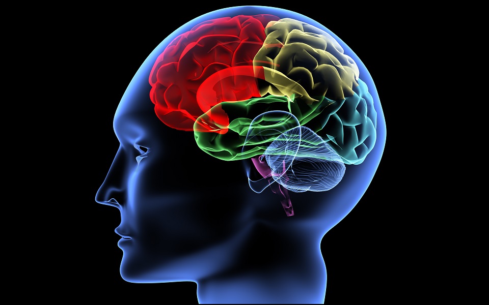 εκδήλωση-με-θέμα-eγκέφαλος-και-γλώσσα-2011113