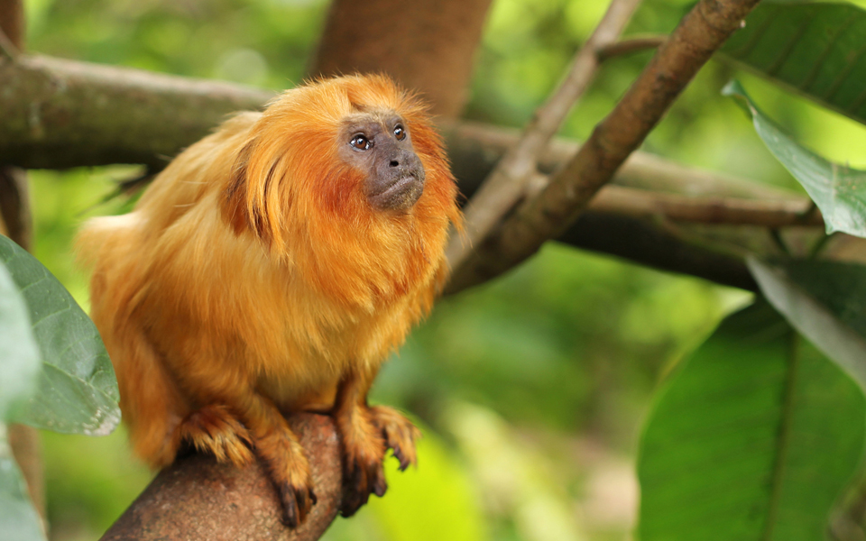 αναζητώντας-τα-κίνητρα-της-μονογαμία-2014610
