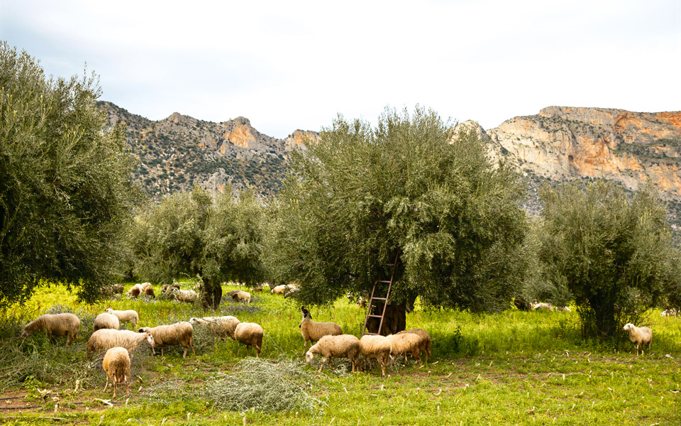 λεωνίδιο-αρχοντικά-πύργοι-και-αναρρί-2014254