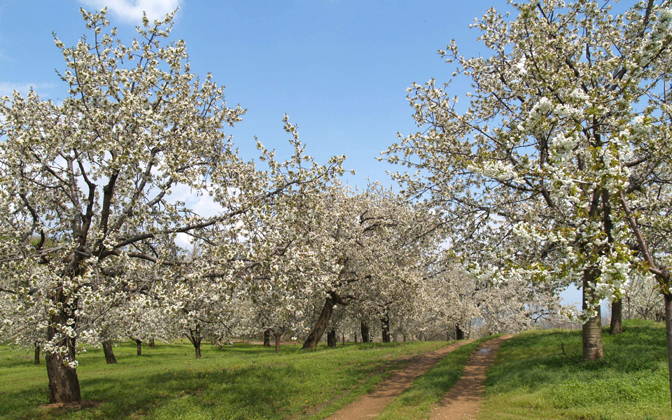 στην-πέλλα-με-τις-ανθισμένες-κερασιές-2013171