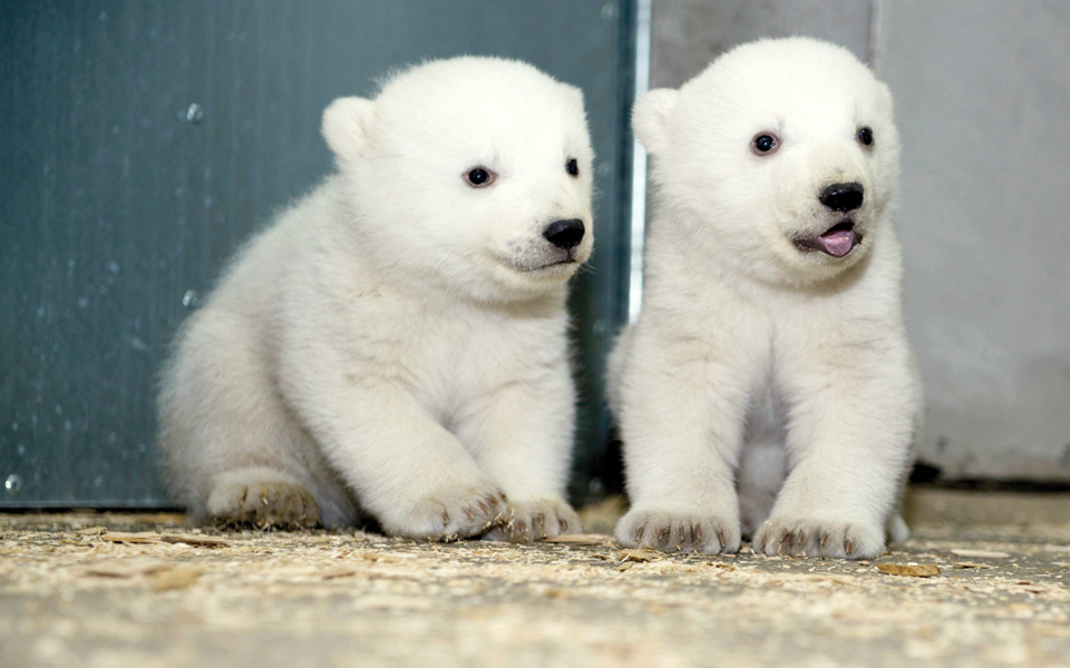 διπλή-χαρά-2013157