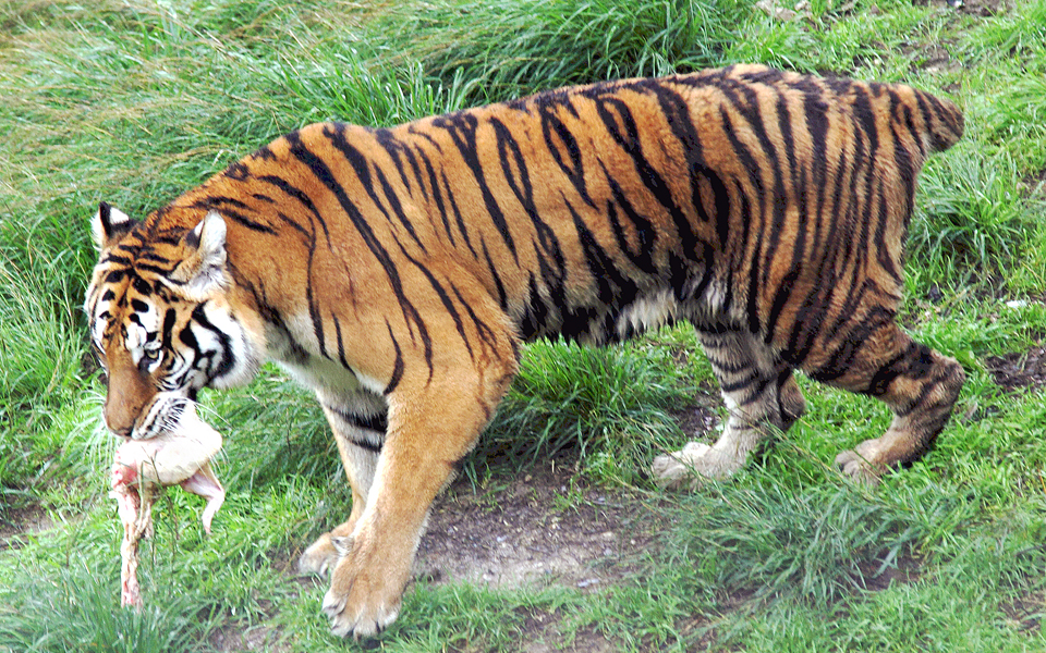 οχι-δημοψήφισμα-για-τα-ανθρώπινα-δικα-2015395