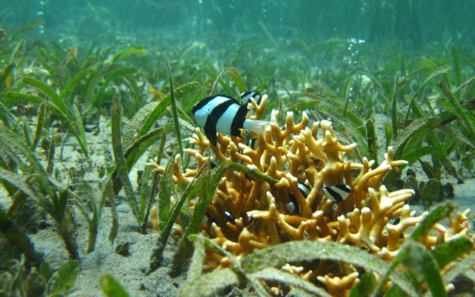 το-όξινο-νερό-επηρεάζει-τη-συμπεριφορ-2017684