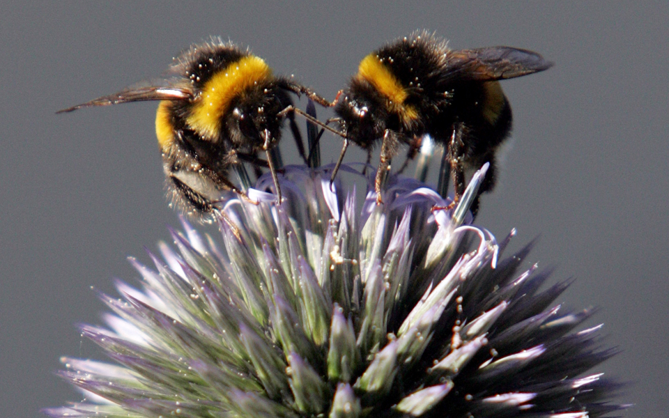 κυψέλες-με-τοξικά-φυτοφάρμακα-2018186