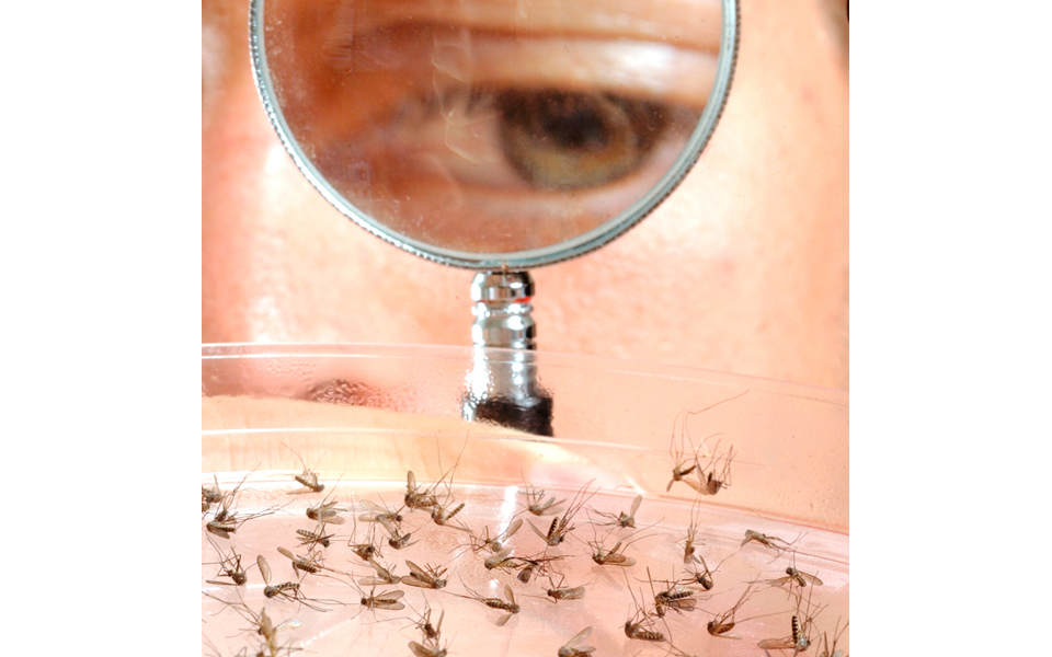 εντομο-αντέστρεψε-τους-ρόλους-των-δύο-2018996