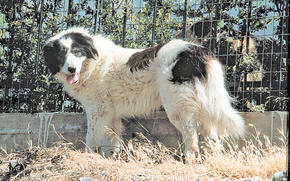 ποιμενικοί-σκύλοι-υιοθετήθηκαν-απ-2019711