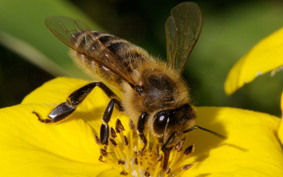 κομισιόν-περιορίζεται-η-θνησιμότητα-2016157