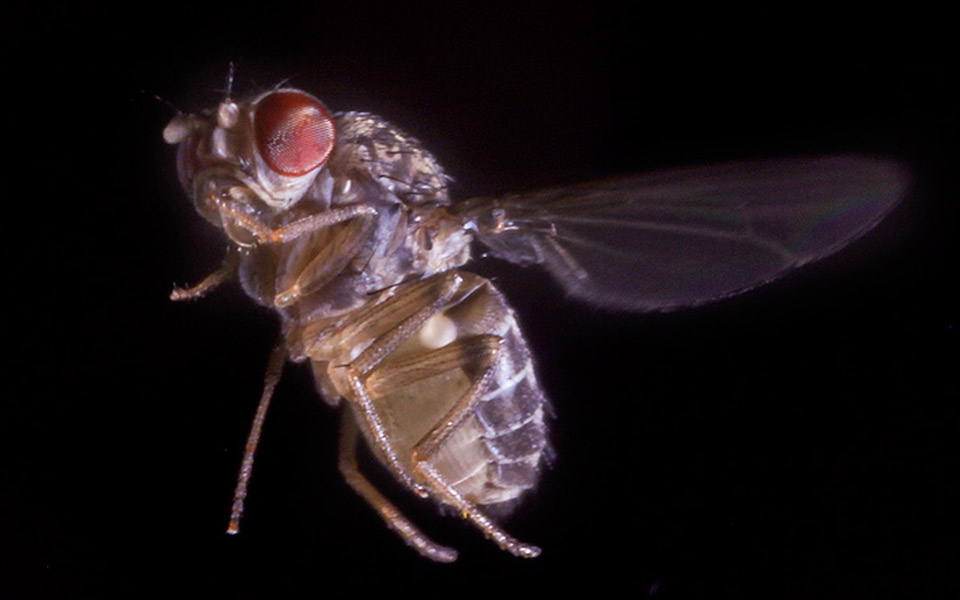 καλύτερες-από-πιλότους-f-16-οι-μύγες-2017074