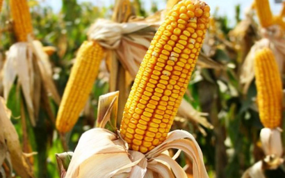 λιγότερες-χώρες-μεγαλύτερες-εκτάσει-2020557