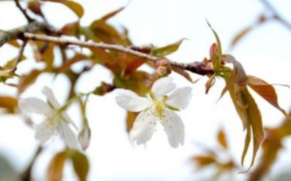 το-μυστήριο-της-κερασιάς-που-γύρισε-απ-2016973